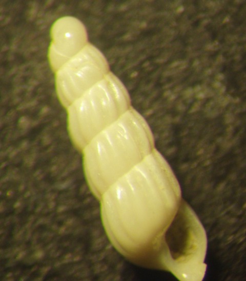 turbonilla